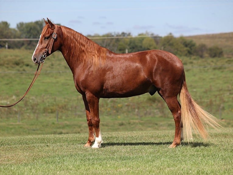 Kentucky Mountain Saddle Horse Castrone 5 Anni 150 cm Sauro scuro in Pakers Lake KY