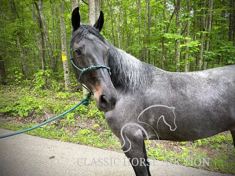 Kentucky Mountain Saddle Horse Castrone 5 Anni 152 cm Baio ciliegia in JEFFERSONVILLE, KY