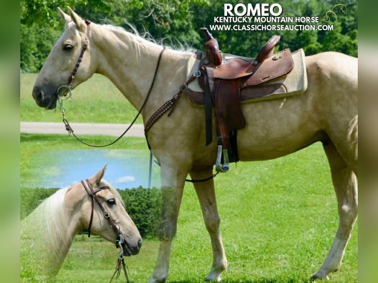 Kentucky Mountain Saddle Horse Castrone 5 Anni 152 cm Palomino in Park Hills, MO