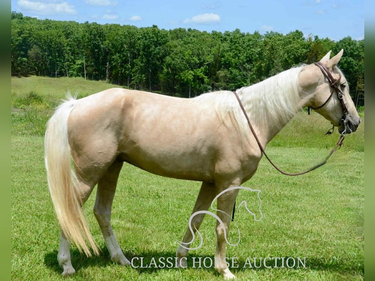 Kentucky Mountain Saddle Horse Castrone 5 Anni 152 cm Palomino in Park Hills, MO