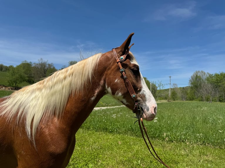 Kentucky Mountain Saddle Horse Castrone 5 Anni 155 cm Sauro ciliegia in Moscow, OH