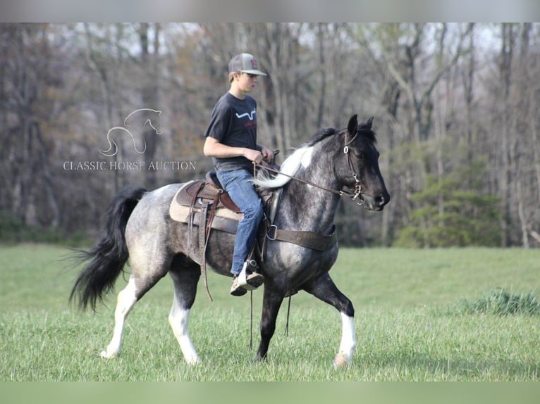 Kentucky Mountain Saddle Horse Castrone 6 Anni 142 cm Roano blu in Whitley City, KY