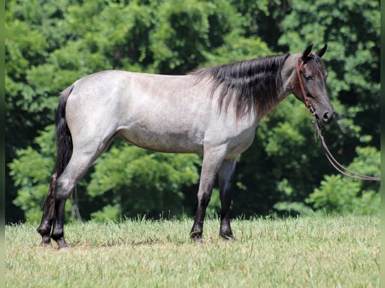 Kentucky Mountain Saddle Horse Castrone 6 Anni 147 cm Roano blu in Whitley City KY