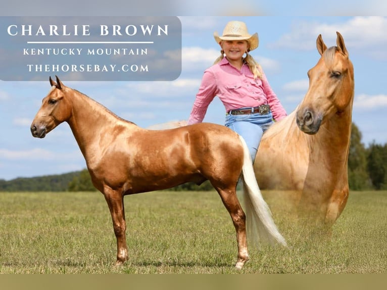 Kentucky Mountain Saddle Horse Castrone 6 Anni 155 cm Palomino in Crab Orchard, KY