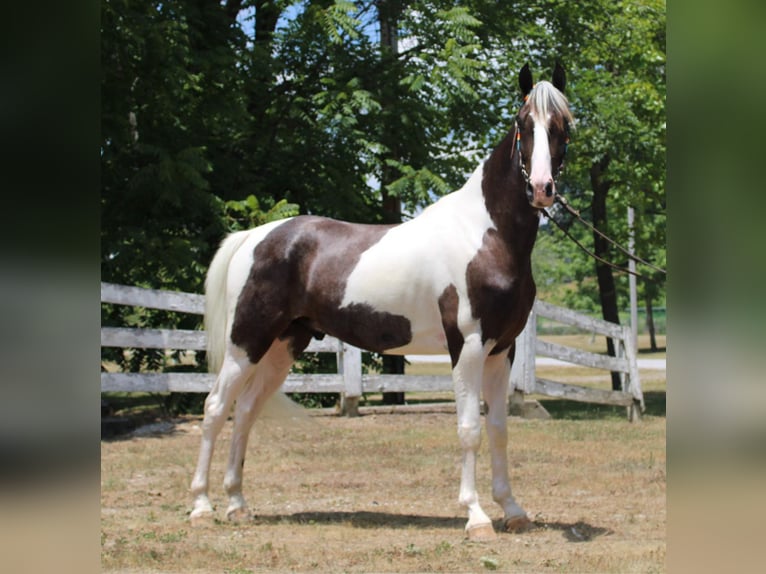 Kentucky Mountain Saddle Horse Castrone 6 Anni 160 cm Tobiano-tutti i colori in Mount Vernon Ky