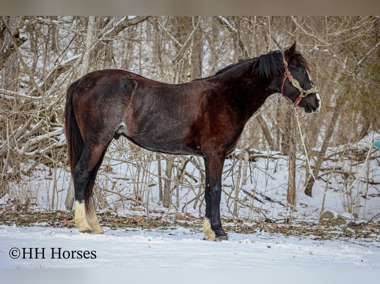 Kentucky Mountain Saddle Horse Castrone 7 Anni 152 cm Morello in Flemingsburg Ky