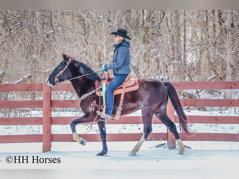 Kentucky Mountain Saddle Horse Castrone 7 Anni 152 cm Morello in Flemingsburg Ky