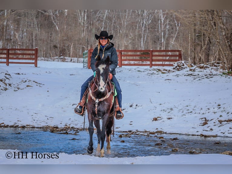 Kentucky Mountain Saddle Horse Castrone 7 Anni 152 cm Morello in Flemingsburg Ky