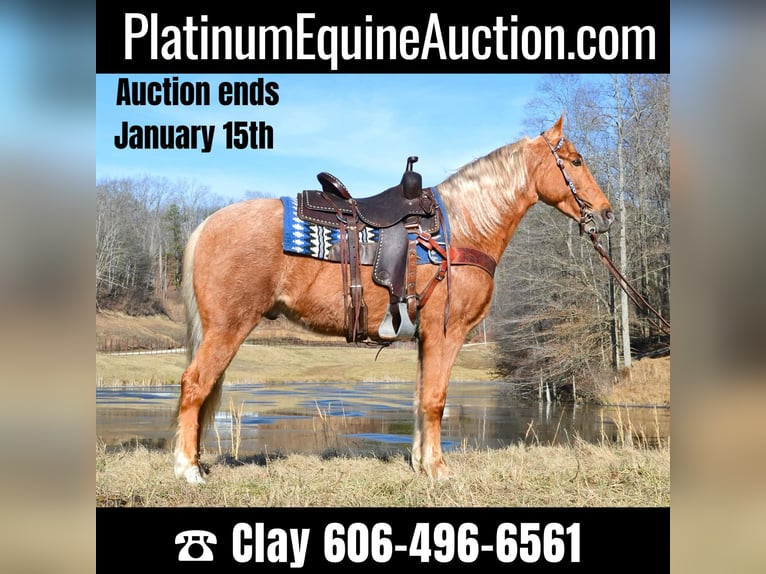 Kentucky Mountain Saddle Horse Castrone 7 Anni 152 cm Palomino in Salyersville KY
