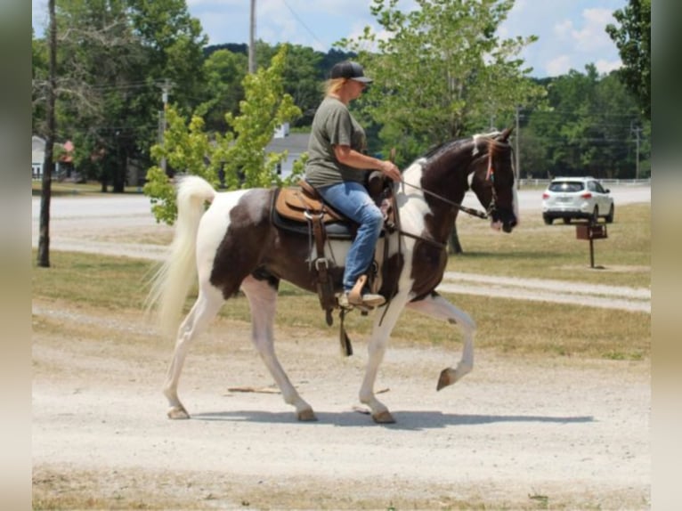 Kentucky Mountain Saddle Horse Castrone 7 Anni 160 cm Tobiano-tutti i colori in Mount Vernon Ky