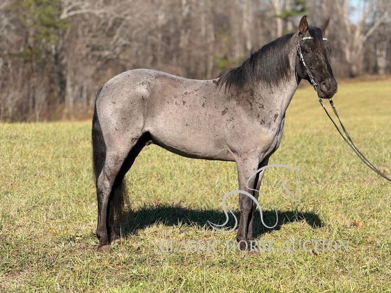 Kentucky Mountain Saddle Horse Castrone 8 Anni 142 cm Roano blu in Whitley City, KY