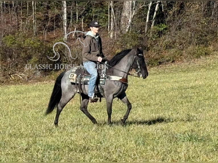 Kentucky Mountain Saddle Horse Castrone 8 Anni 142 cm Roano blu in Whitley City, KY