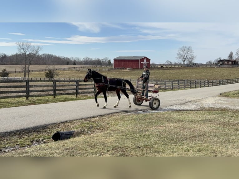 Kentucky Mountain Saddle Horse Castrone 8 Anni 152 cm Baio ciliegia in Moscow