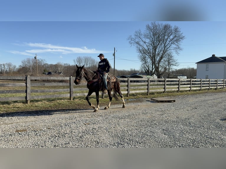 Kentucky Mountain Saddle Horse Castrone 8 Anni 152 cm Baio ciliegia in Moscow