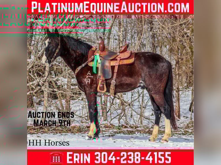 Kentucky Mountain Saddle Horse Castrone 8 Anni 152 cm Morello in Flemingsburg Ky