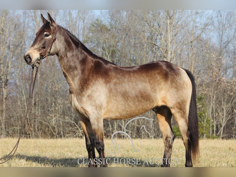 Kentucky Mountain Saddle Horse Castrone 8 Anni 152 cm Pelle di daino in Whitley City, KY