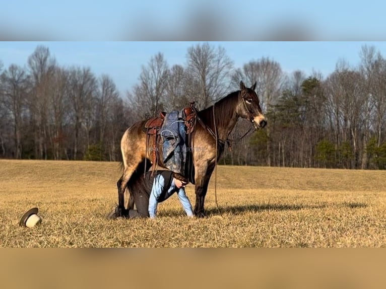 Kentucky Mountain Saddle Horse Castrone 8 Anni 152 cm Pelle di daino in Whitley City, KY