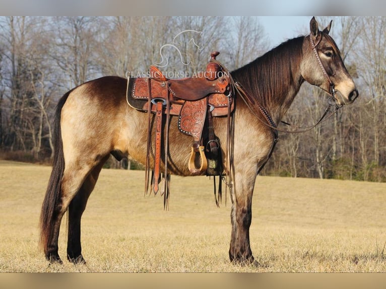 Kentucky Mountain Saddle Horse Castrone 8 Anni 152 cm Pelle di daino in Whitley City, KY