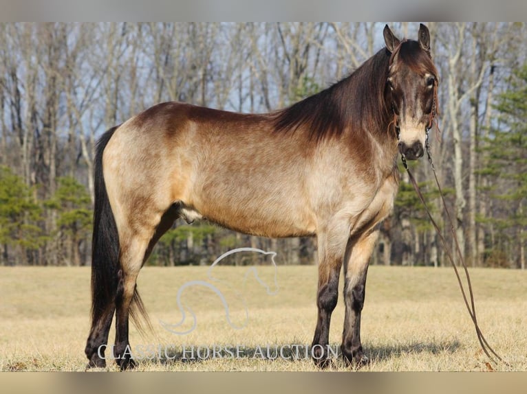 Kentucky Mountain Saddle Horse Castrone 8 Anni 152 cm Pelle di daino in Whitley City, KY