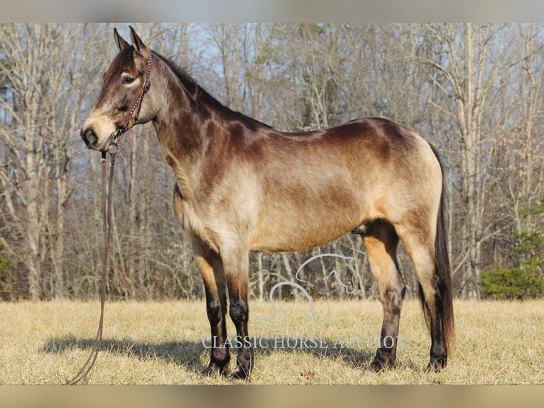 Kentucky Mountain Saddle Horse Castrone 8 Anni 152 cm Pelle di daino in Whitley City, KY