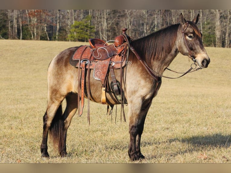 Kentucky Mountain Saddle Horse Castrone 8 Anni 152 cm Pelle di daino in Whitley City, KY