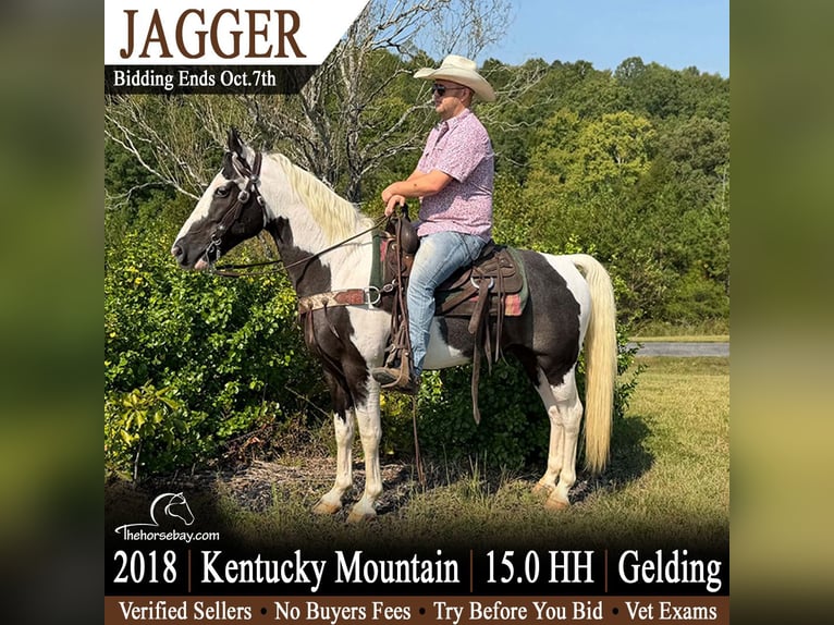 Kentucky Mountain Saddle Horse Castrone 8 Anni 152 cm Tobiano-tutti i colori in Whitley City, KY