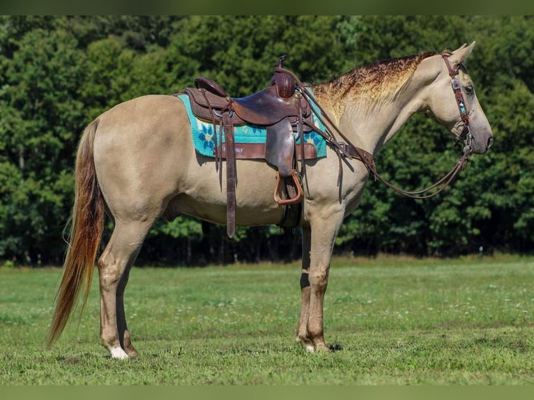 Kentucky Mountain Saddle Horse Castrone 8 Anni 160 cm Champagne in Shippenville, PA