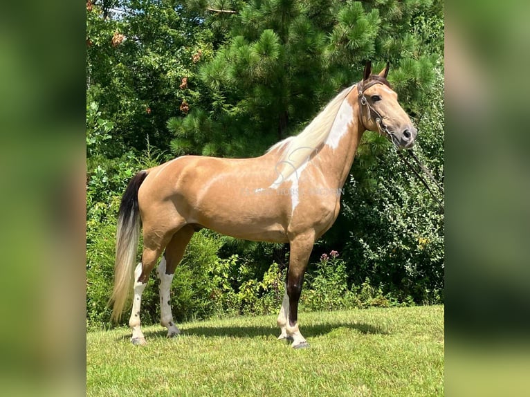 Kentucky Mountain Saddle Horse Castrone 9 Anni 142 cm Pelle di daino in Whitley City, KY