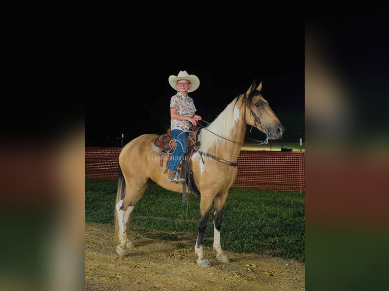Kentucky Mountain Saddle Horse Castrone 9 Anni 142 cm Pelle di daino in Whitley City, KY