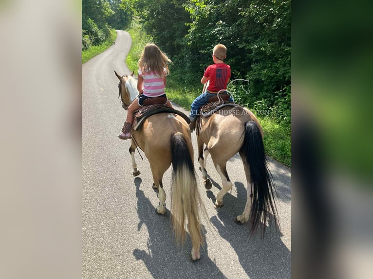 Kentucky Mountain Saddle Horse Castrone 9 Anni 142 cm Pelle di daino in Whitley City, KY