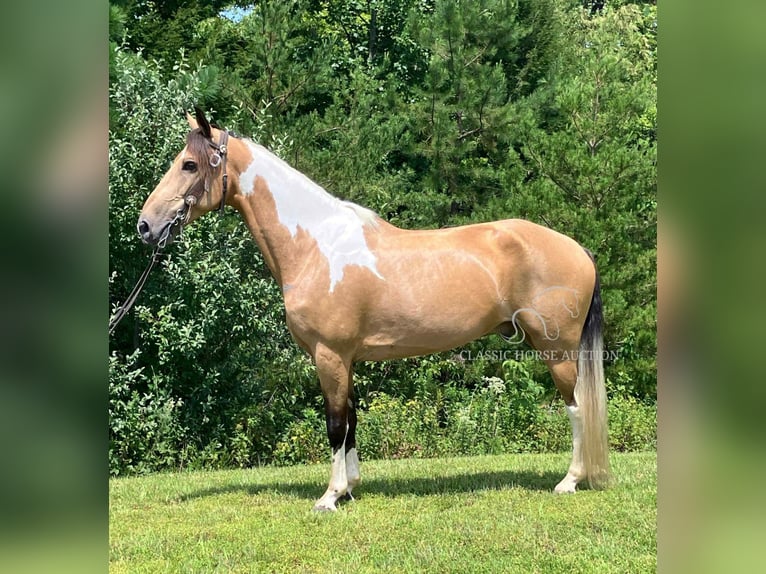 Kentucky Mountain Saddle Horse Castrone 9 Anni 142 cm Pelle di daino in Whitley City, KY