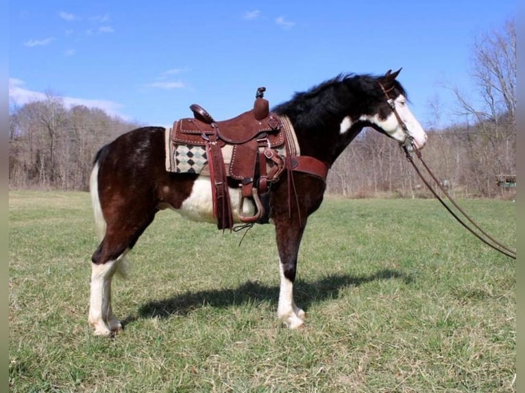 Kentucky Mountain Saddle Horse Castrone 9 Anni 147 cm Tobiano-tutti i colori in salyersville KY
