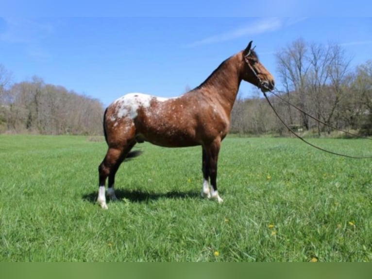 Kentucky Mountain Saddle Horse Castrone 9 Anni 152 cm Sauro ciliegia in Salyersville Ky