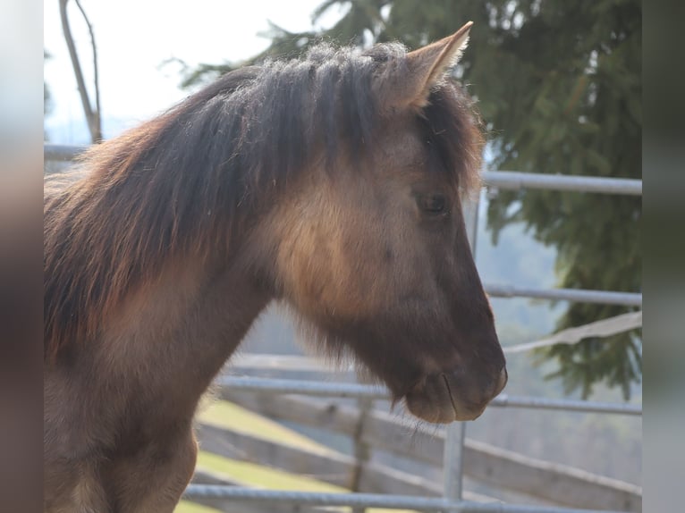 Kentucky Mountain Saddle Horse Étalon 1 Année 150 cm Grullo in Tragwein