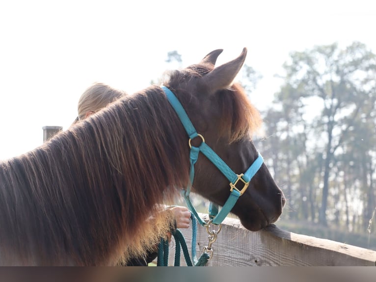 Kentucky Mountain Saddle Horse Étalon 1 Année 150 cm Grullo in Tragwein