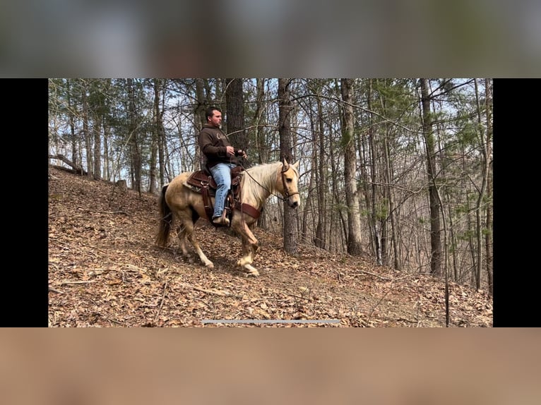 Kentucky Mountain Saddle Horse Gelding 10 years 13,2 hh Palomino in Salyersville KY