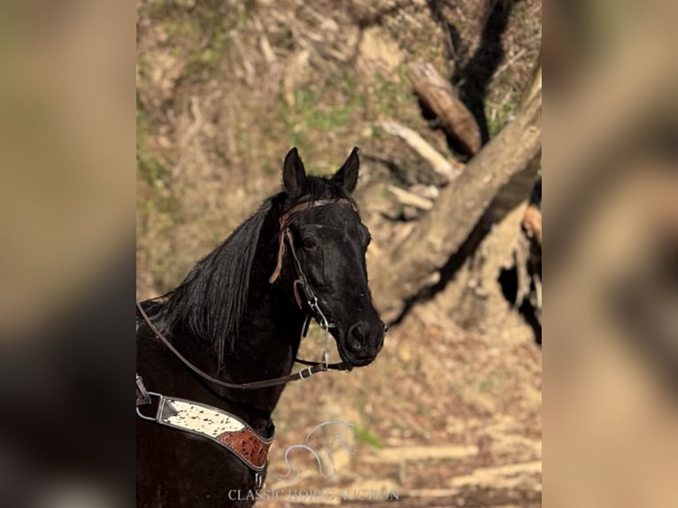 Kentucky Mountain Saddle Horse Gelding 10 years 15 hh Black in Whitley City, KY