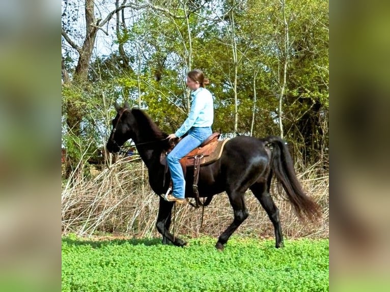 Kentucky Mountain Saddle Horse Gelding 10 years 15 hh Black in Carnesville