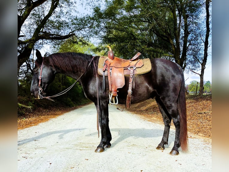 Kentucky Mountain Saddle Horse Gelding 10 years 15 hh Black in Carnesville