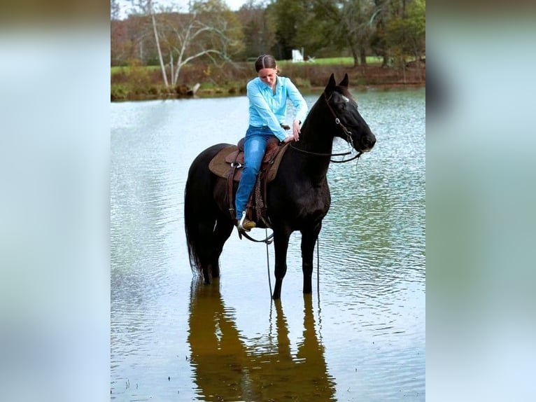 Kentucky Mountain Saddle Horse Gelding 10 years 15 hh Black in Carnesville