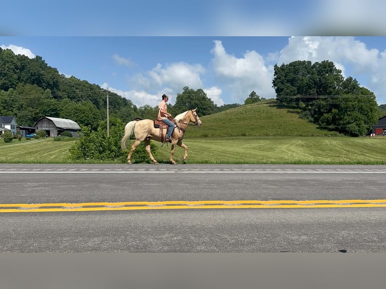 Kentucky Mountain Saddle Horse Gelding 10 years 16 hh Palomino in Felicity