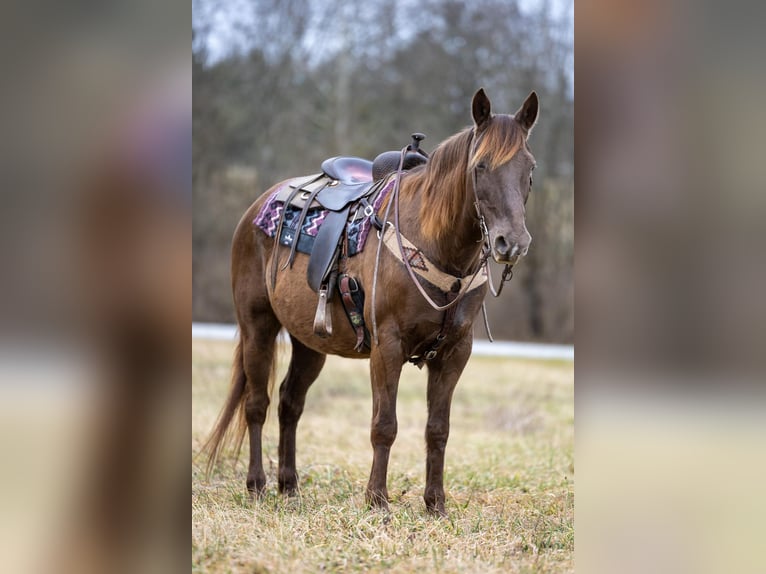 Kentucky Mountain Saddle Horse Gelding 10 years Brown in Ewing KY