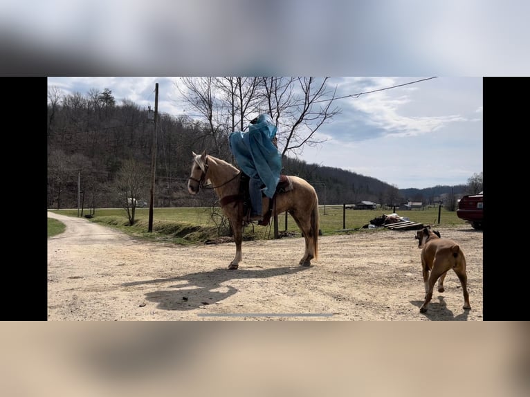 Kentucky Mountain Saddle Horse Gelding 11 years 13,2 hh Palomino in Salyersville KY