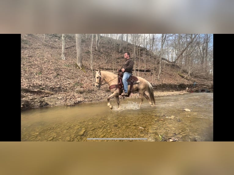 Kentucky Mountain Saddle Horse Gelding 11 years 13,2 hh Palomino in Salyersville KY