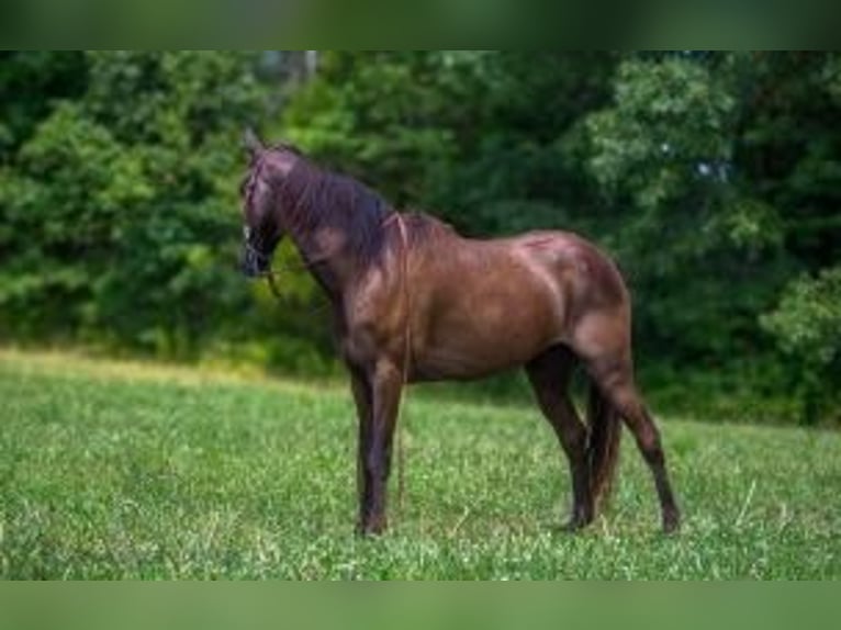 Kentucky Mountain Saddle Horse Gelding 11 years 14 hh Black in Parkers Lake, KY