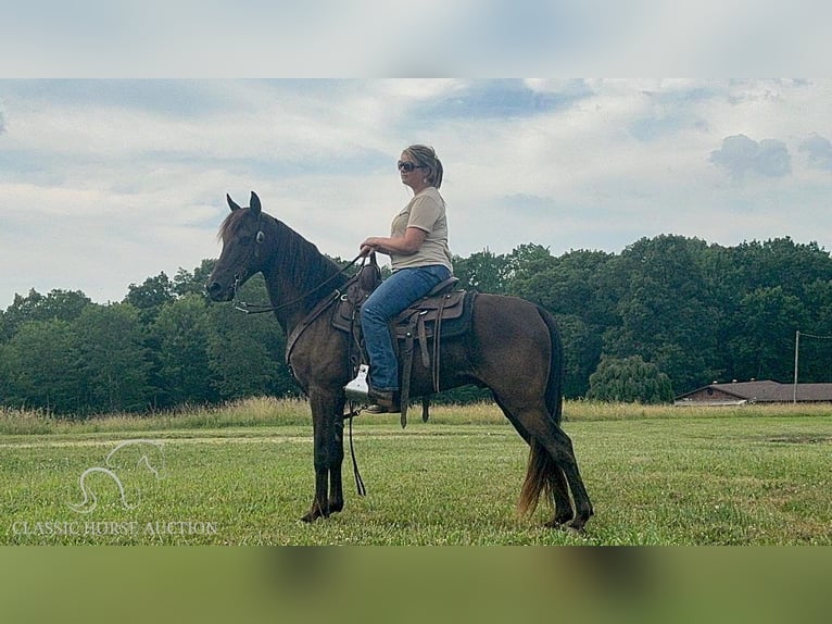 Kentucky Mountain Saddle Horse Gelding 11 years 14 hh Black in Parkers Lake, KY