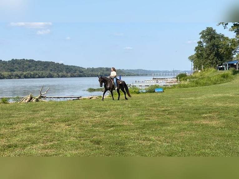 Kentucky Mountain Saddle Horse Gelding 11 years 15 hh Roan-Blue in Felicity