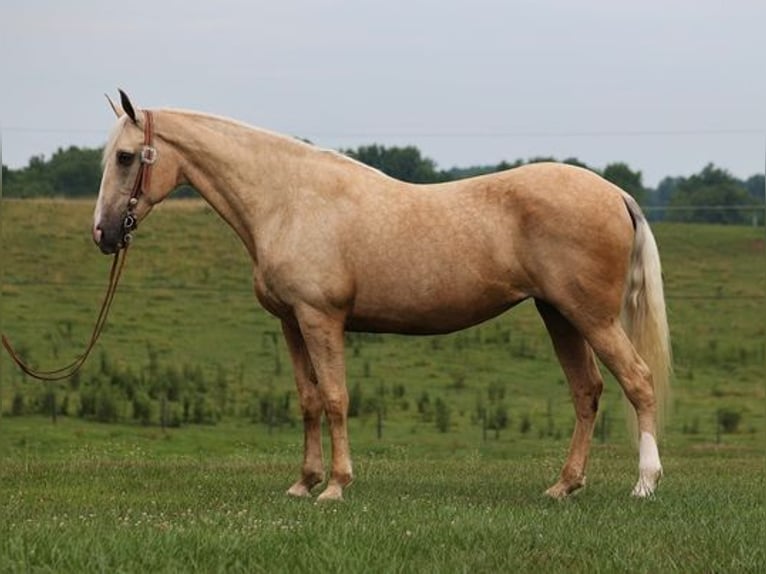 Kentucky Mountain Saddle Horse Gelding 11 years 16,1 hh Palomino in Parkers Lake KY