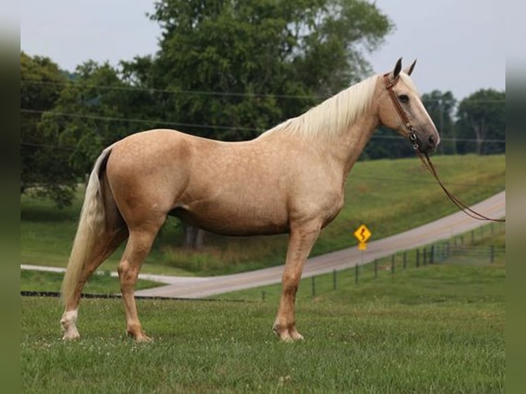 Kentucky Mountain Saddle Horse Gelding 11 years 16,1 hh Palomino in Parkers Lake KY