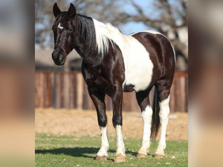 Kentucky Mountain Saddle Horse Gelding 11 years 16 hh Pinto in Warrenton